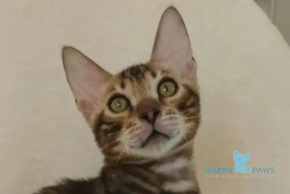 Тulip Bengal male black spotted tabby - live animals