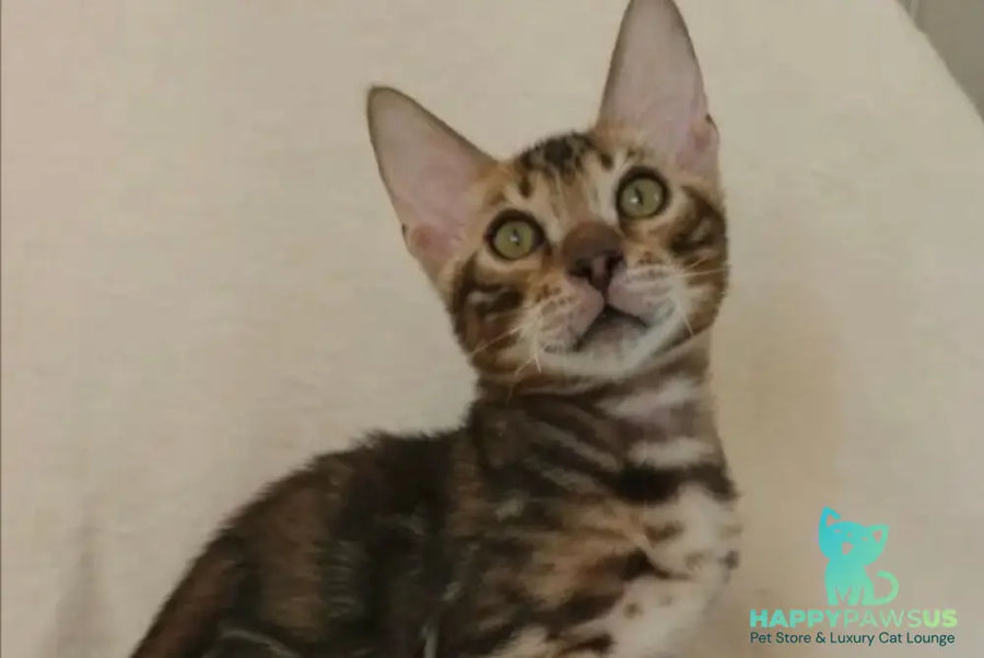 Tulip Bengal male black spotted tabby - live animals
