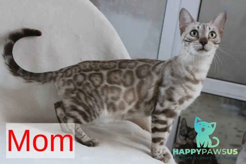 Tulip Bengal male black spotted tabby - live animals
