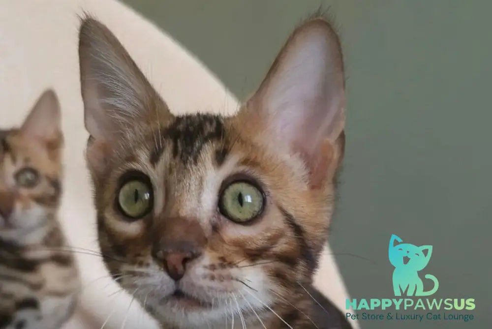 Тulip Bengal male black spotted tabby - live animals