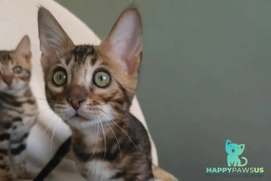 Tulip Bengal male black spotted tabby - live animals