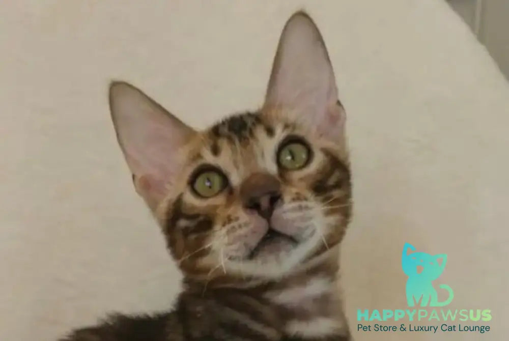Тulip Bengal male black spotted tabby - live animals
