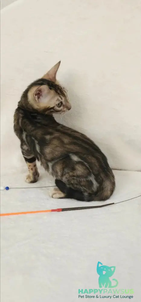 Тulip Bengal male black spotted tabby - live animals