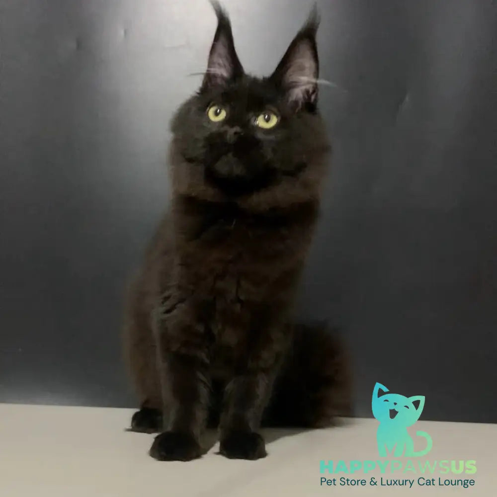 Tuluza Maine Coon female black - live animals
