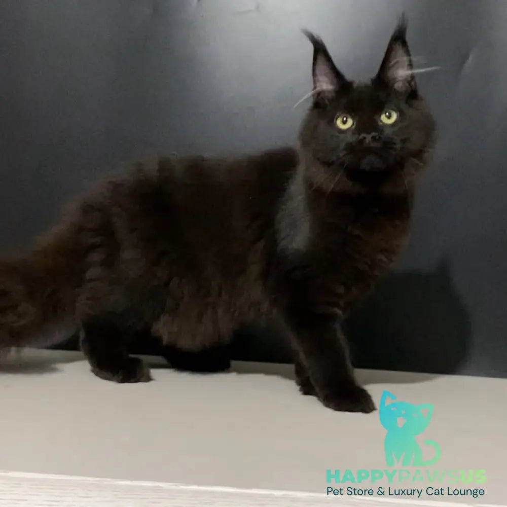 Tuluza Maine Coon female black - live animals