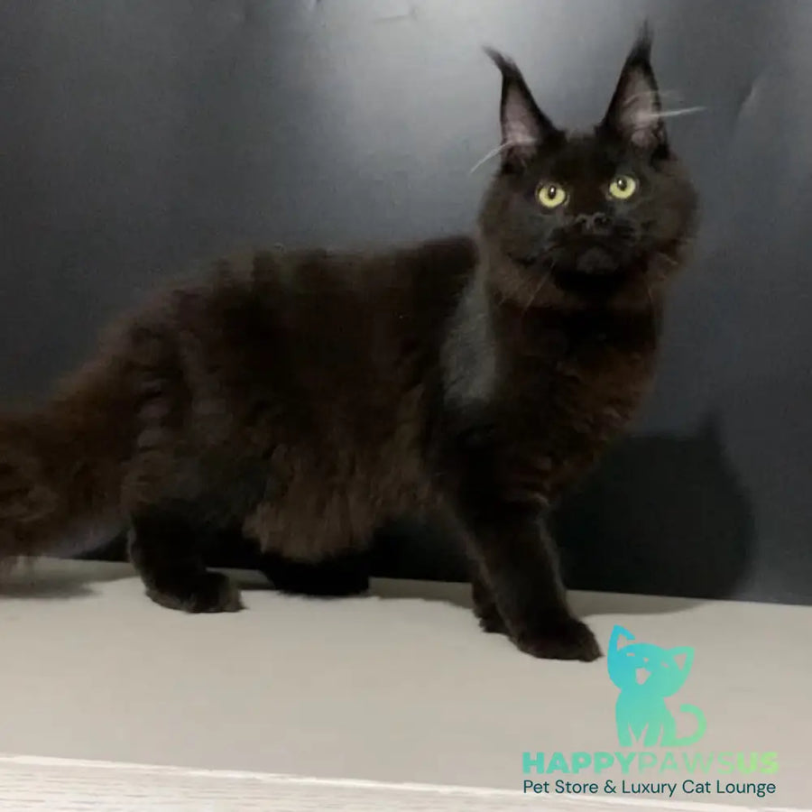 Tuluza Maine Coon female black - live animals
