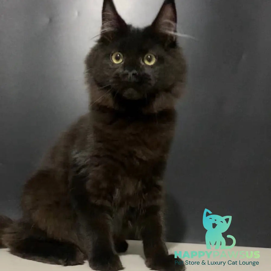 Tuluza Maine Coon female black - live animals