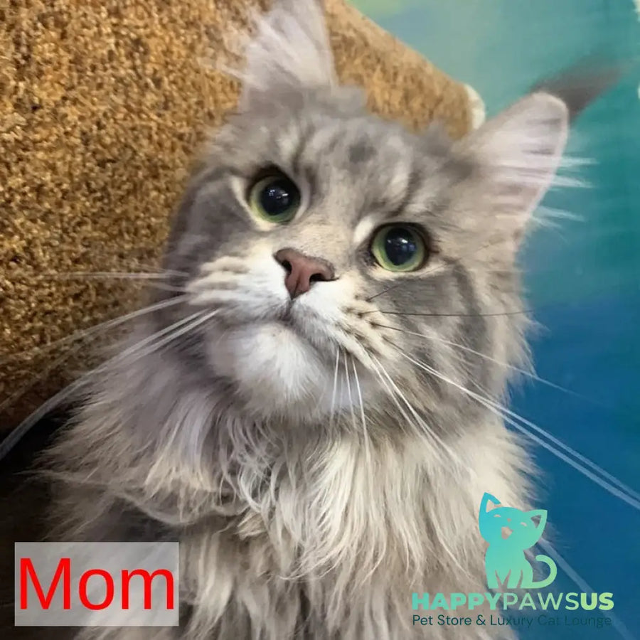Tuluza Maine Coon female black - live animals