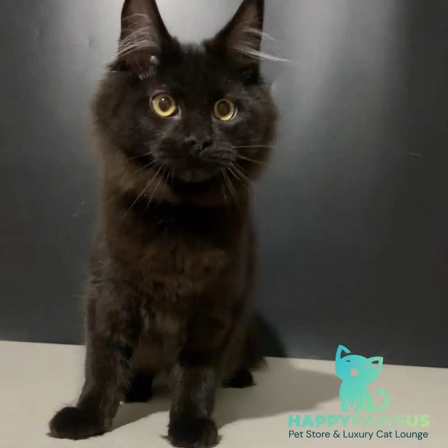 Tuluza Maine Coon female black - live animals