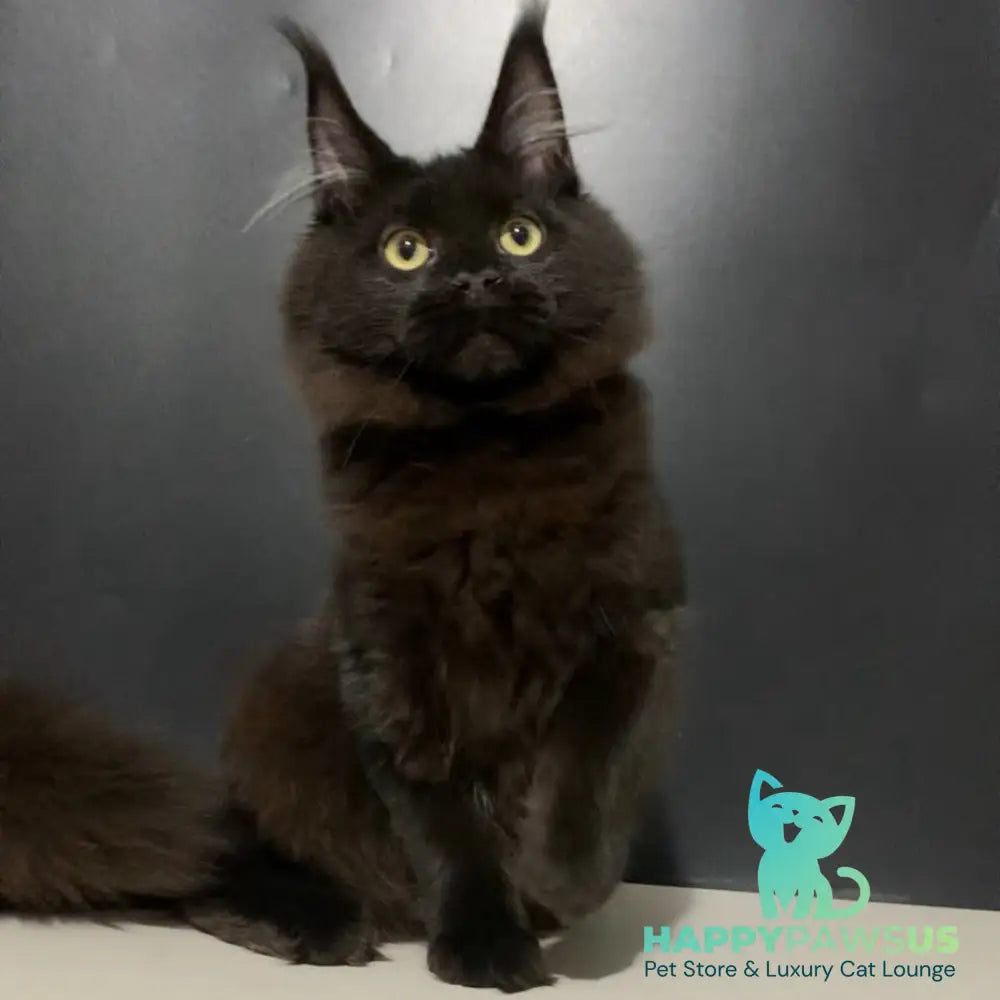 Tuluza Maine Coon female black - live animals