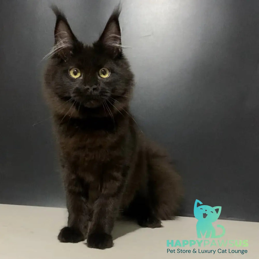 Tuluza Maine Coon female black - live animals