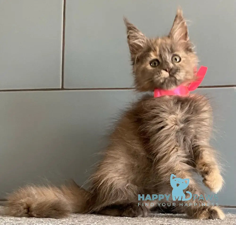 Turquoise Maine Coon female blue tortie live animals