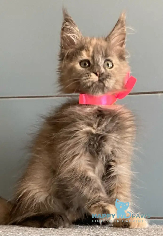 Turquoise Maine Coon female blue tortie live animals