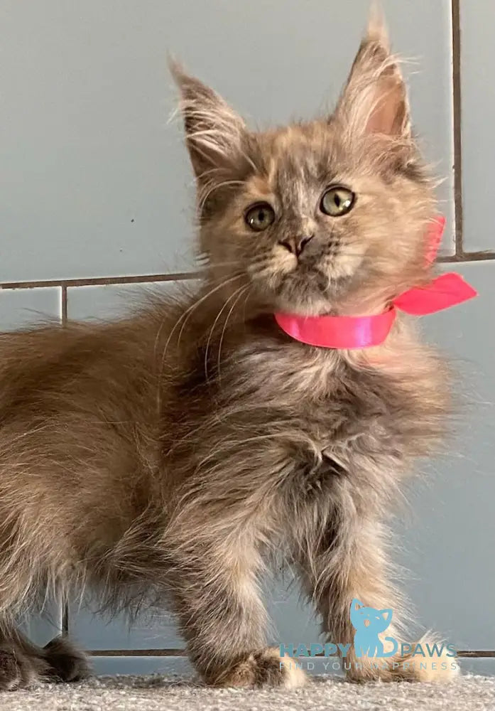 Turquoise Maine Coon female blue tortie live animals
