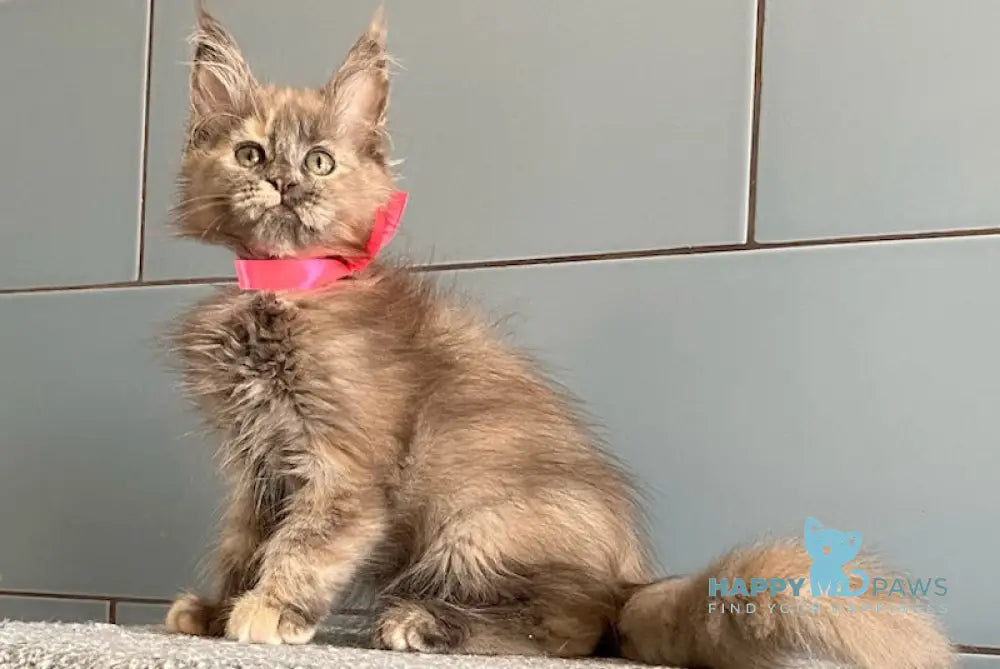 Turquoise Maine Coon female blue tortie live animals