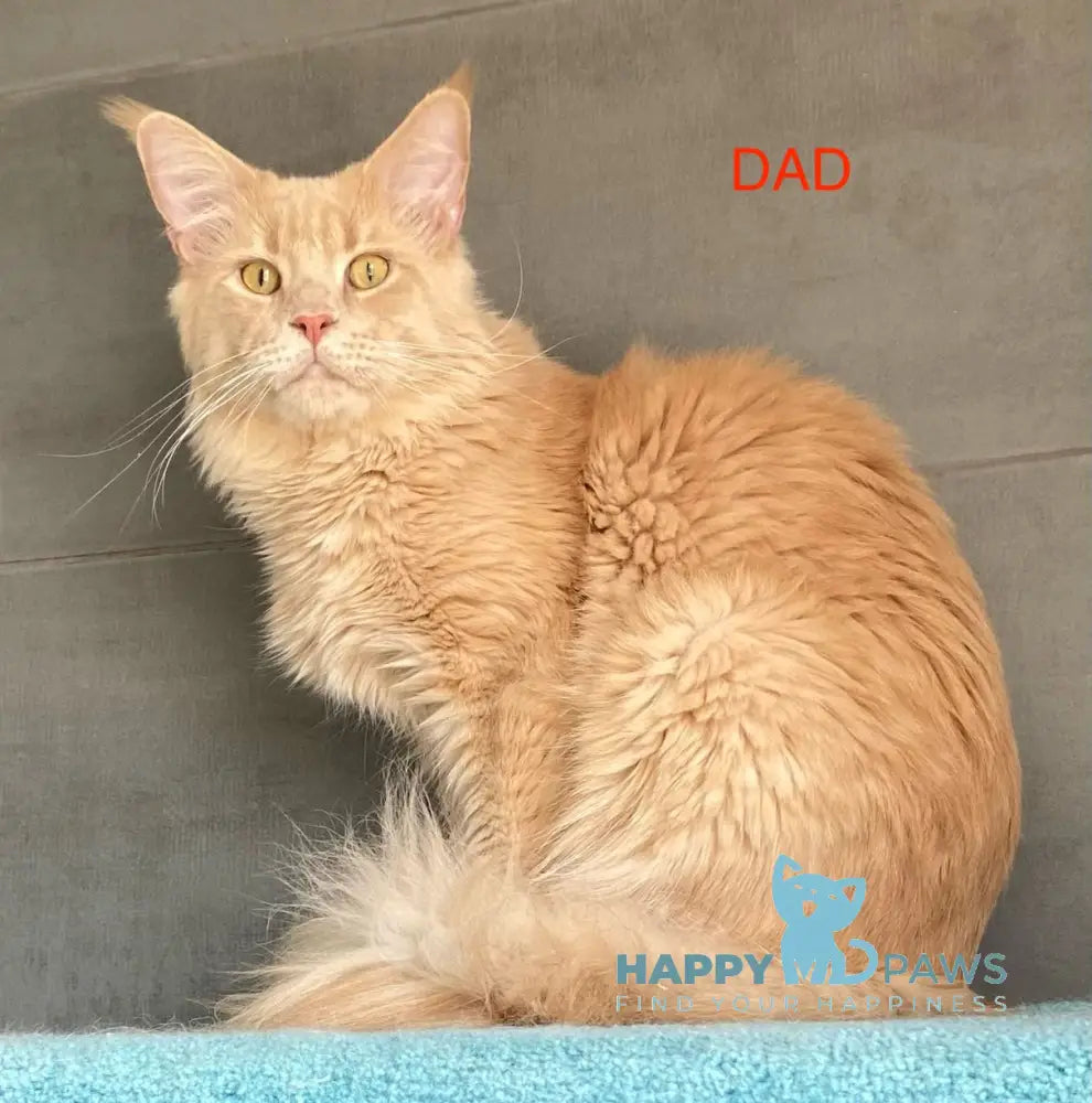 Turquoise Maine Coon female blue tortie live animals