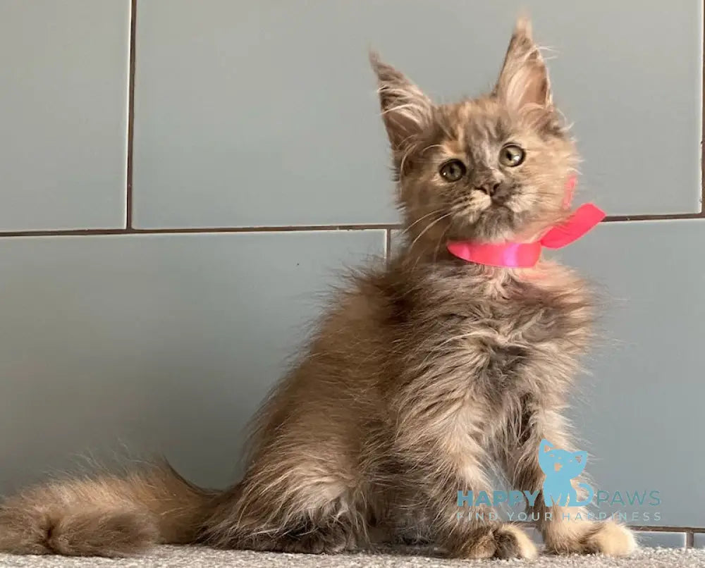 Turquoise Maine Coon female blue tortie live animals