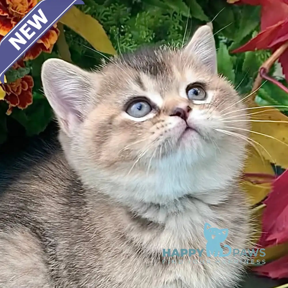 Tutsi British Shorthair female black tortie ticked tabby live animals