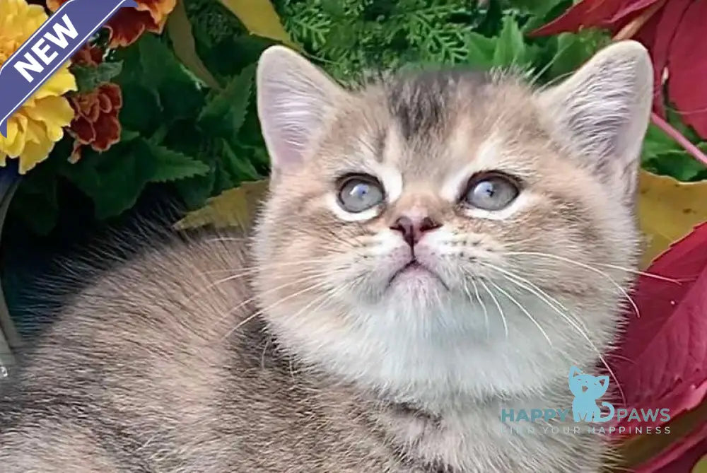 Tutsi British Shorthair female black tortie ticked tabby live animals