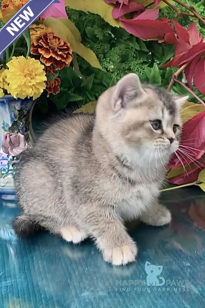 Tutsi British Shorthair female black tortie ticked tabby live animals