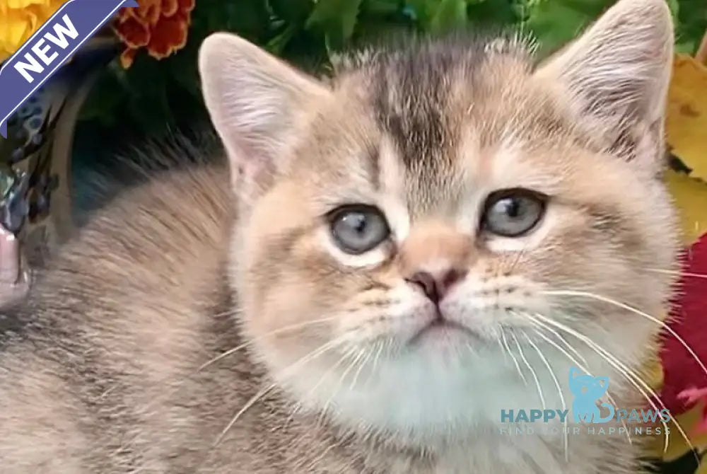 Tutsi British Shorthair female black tortie ticked tabby live animals