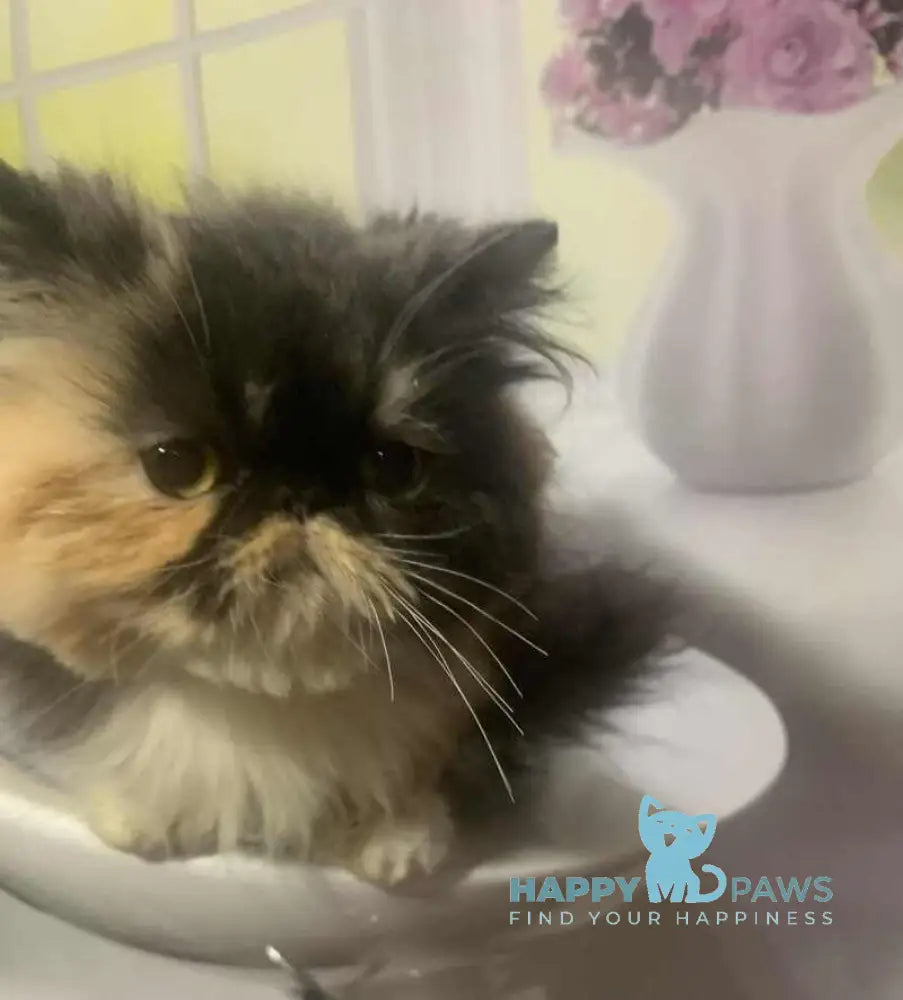 Tutsi Persian female black tortie bicolour live animals