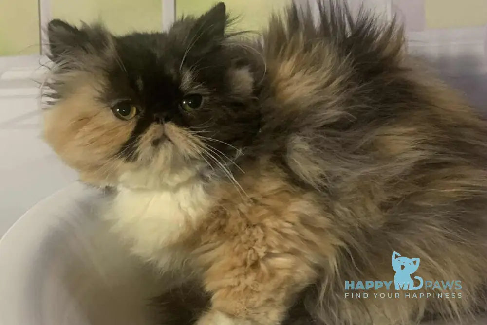 Tutsi Persian female black tortie bicolour live animals