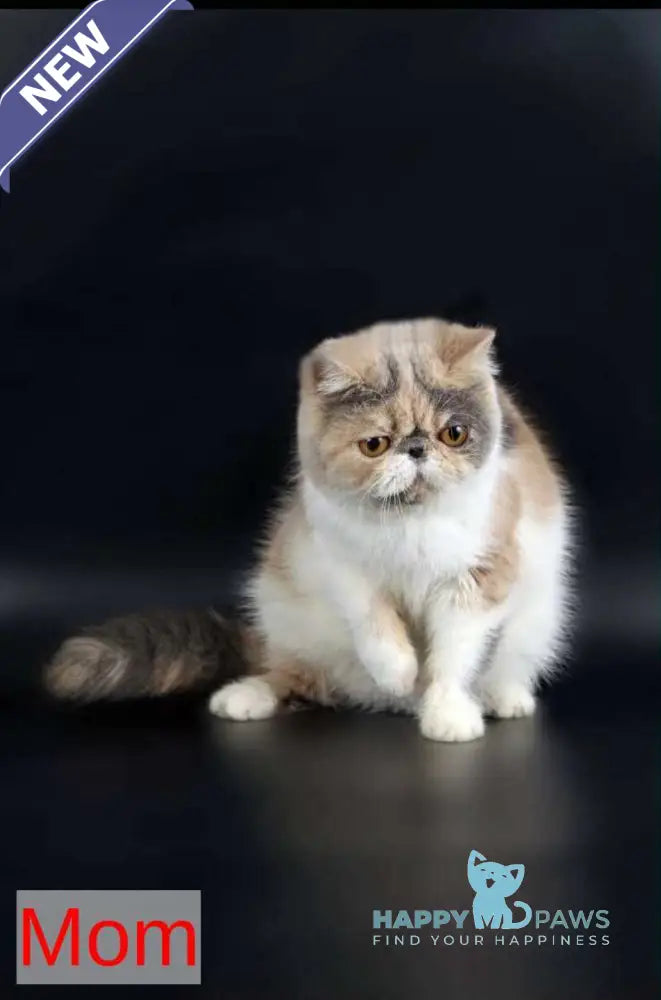 Tutsi Persian female black tortie bicolour live animals