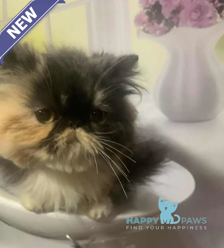 Tutsi Persian female black tortie bicolour live animals