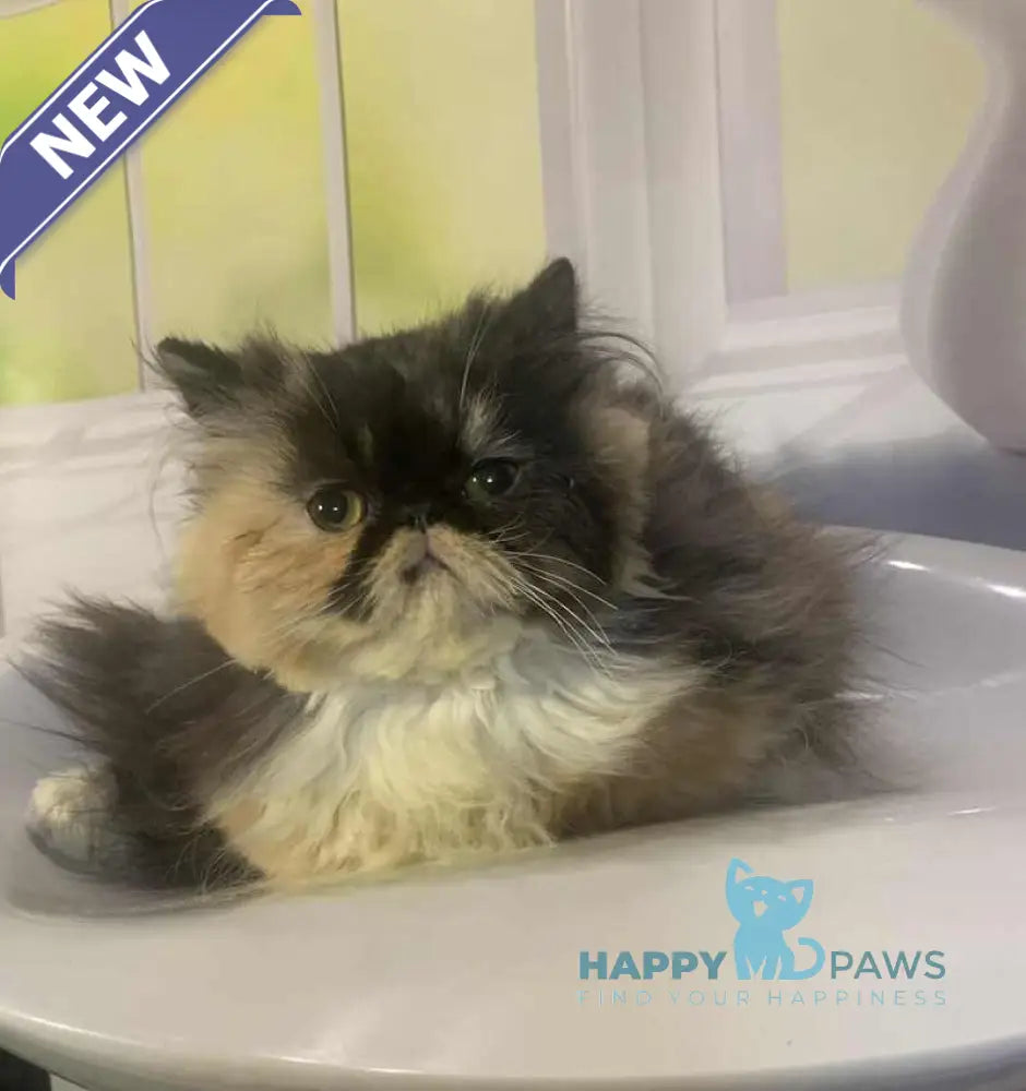 Tutsi Persian female black tortie bicolour live animals