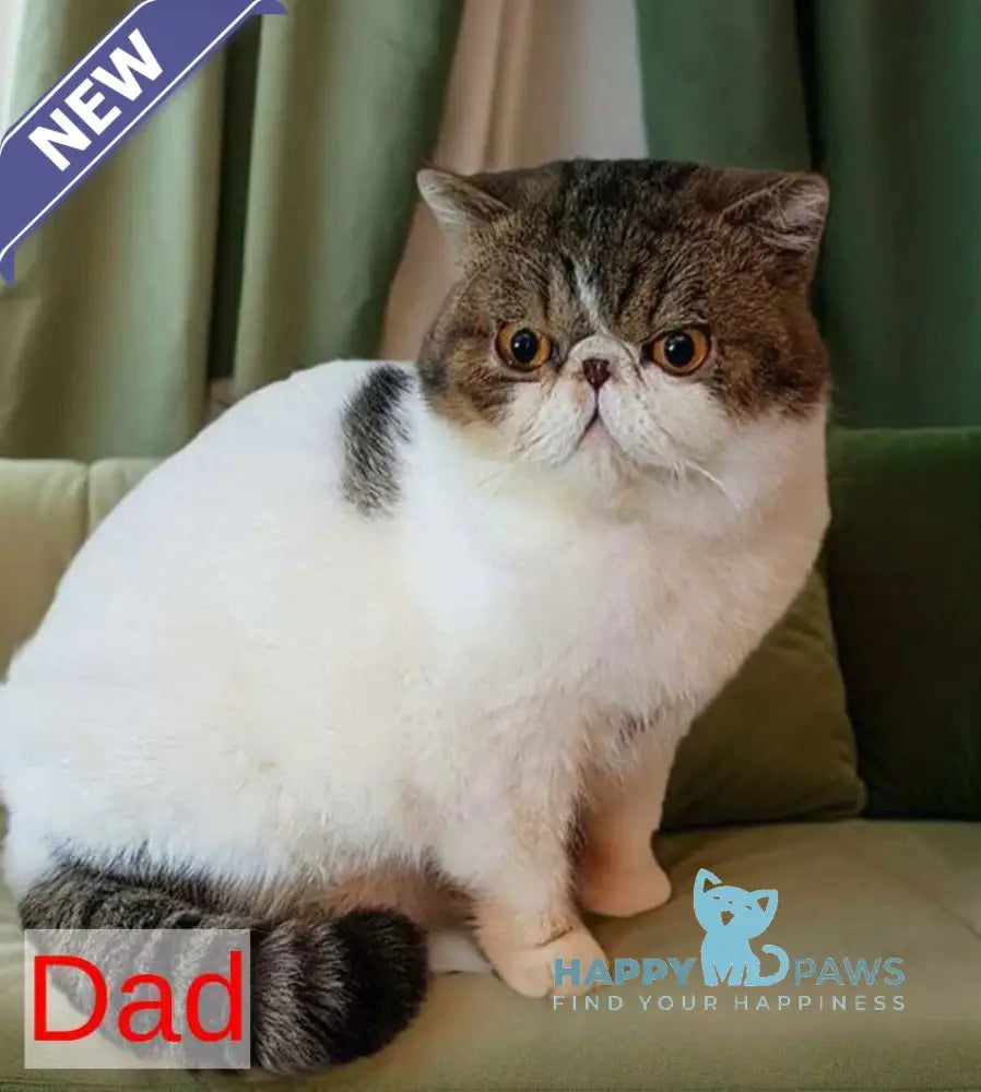 Tutsi Persian female black tortie bicolour live animals