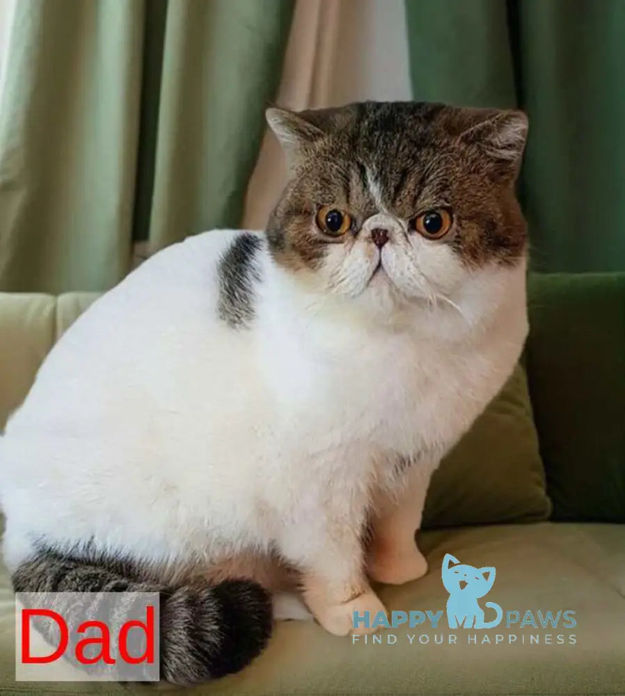 Tutsi Persian female black tortie bicolour live animals