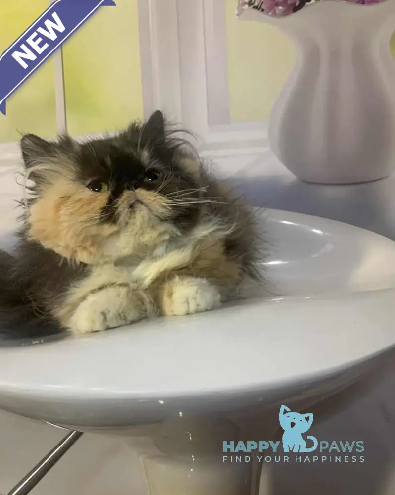 Tutsi Persian female black tortie bicolour live animals