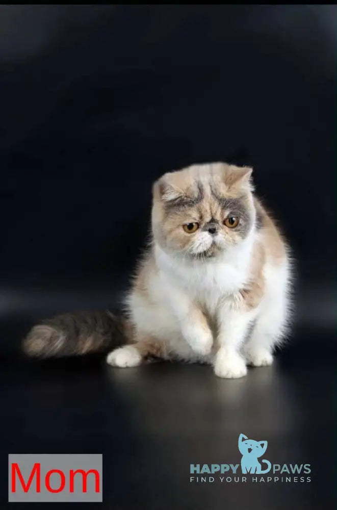 Tutsi Persian female black tortie bicolour live animals