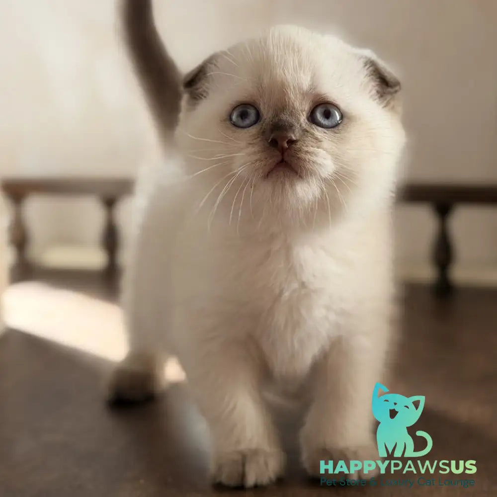 Tutsi Scottish Fold female chocolate pointed - live animals