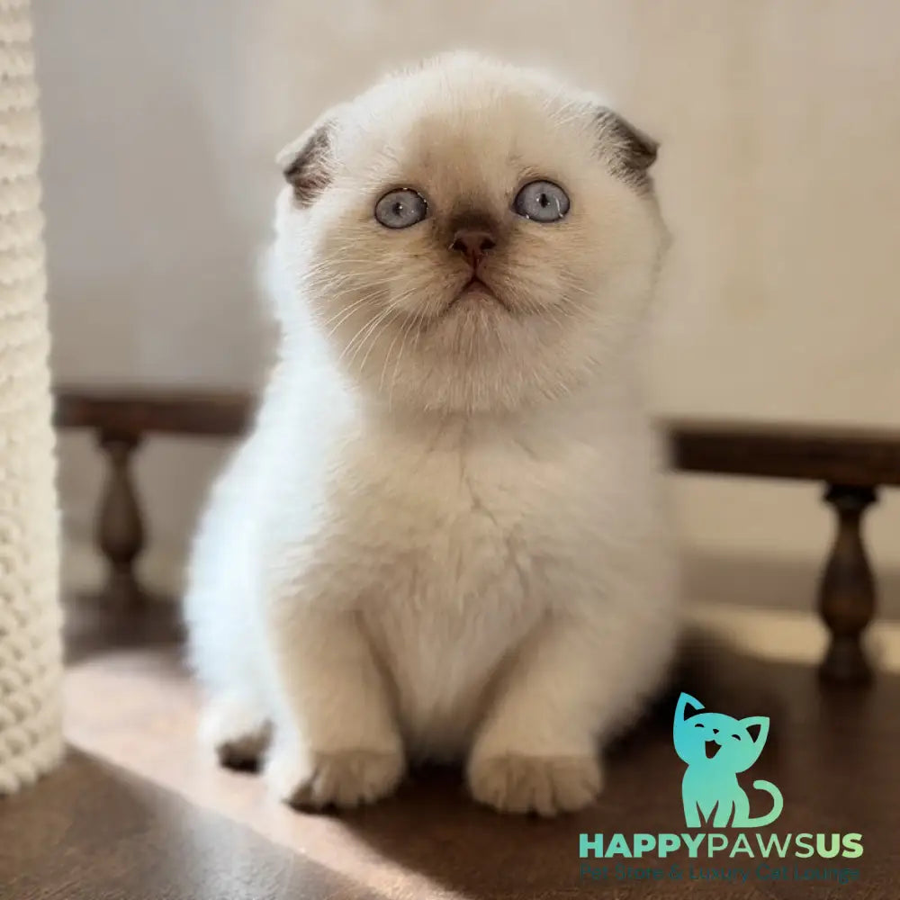 Tutsi Scottish Fold female chocolate pointed - live animals