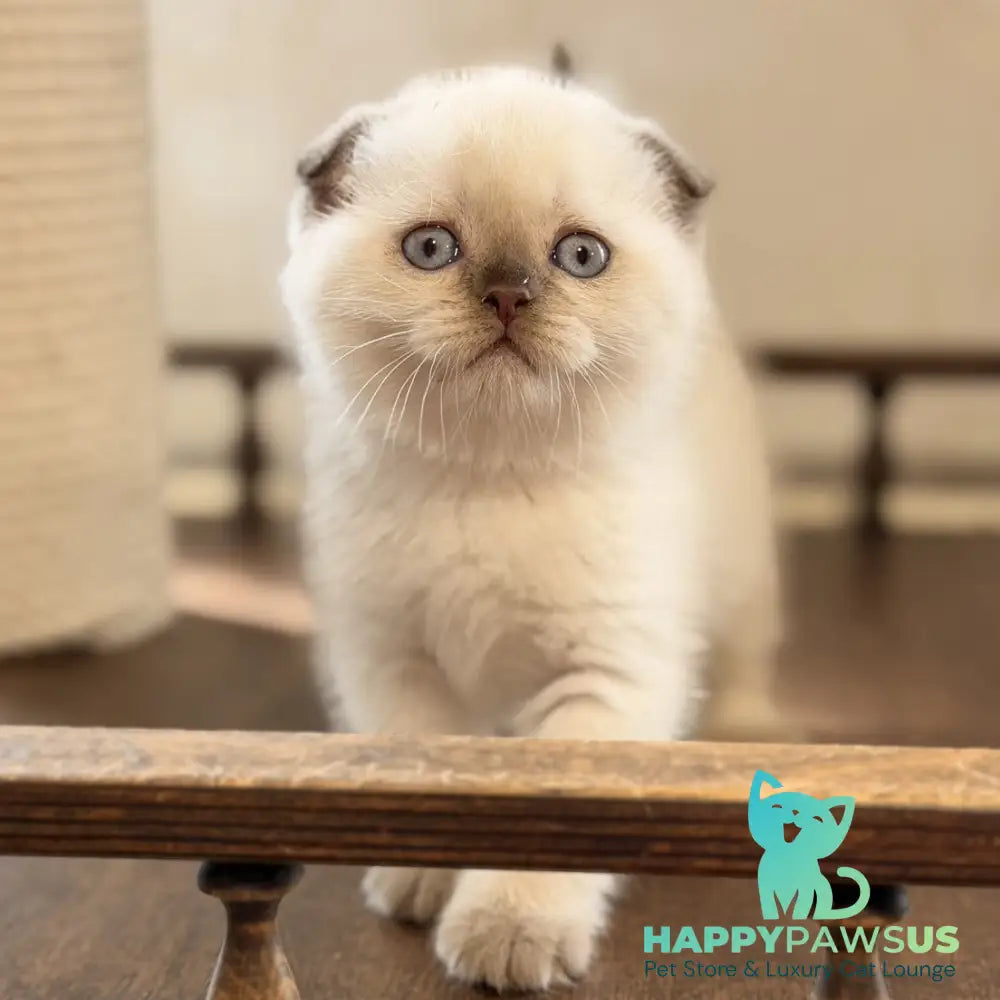 Tutsi Scottish Fold female chocolate pointed - live animals