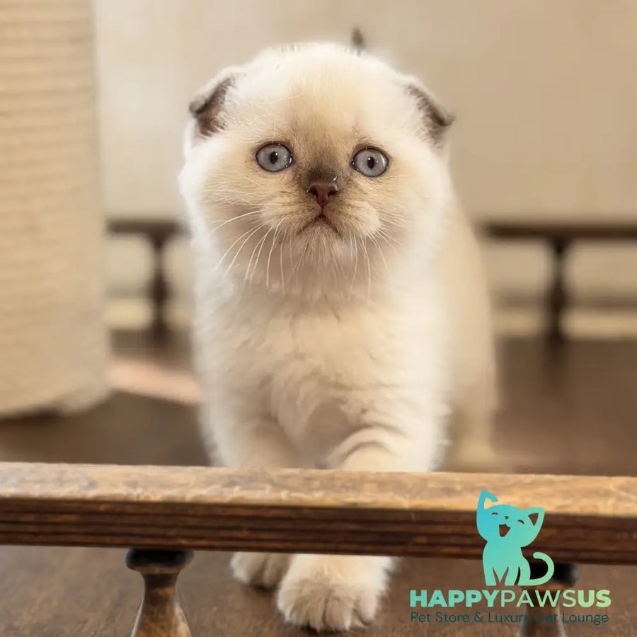 Tutsi Scottish Fold female chocolate pointed - live animals