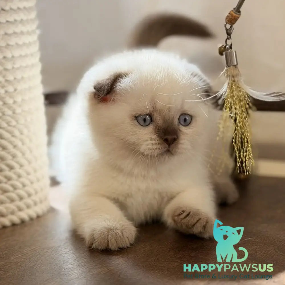 Tutsi Scottish Fold female chocolate pointed - live animals