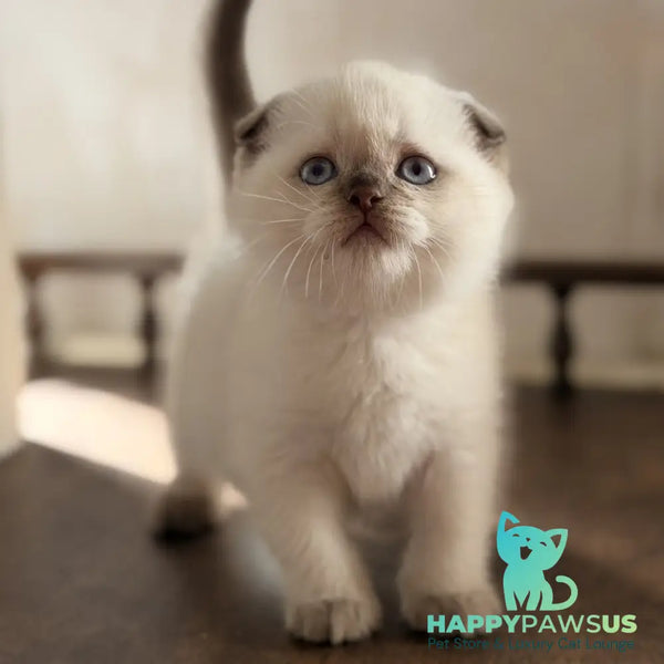 Tutsi Scottish Fold female chocolate pointed - live animals