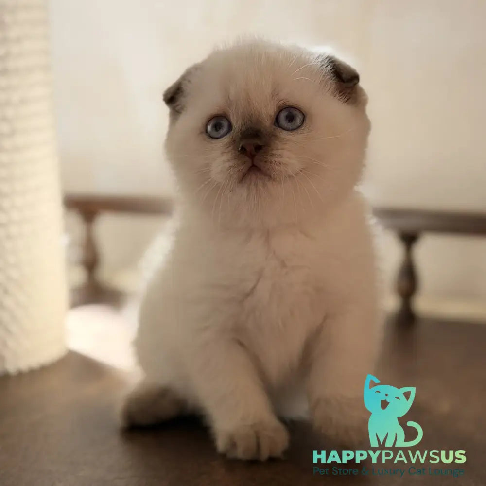 Tutsi Scottish Fold female chocolate pointed - live animals