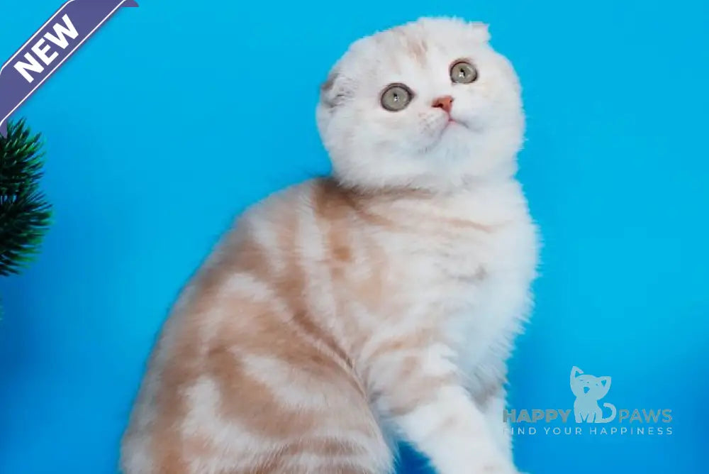 Tutsy Scottish Fold female cinnamon tortie silver tabby live animals