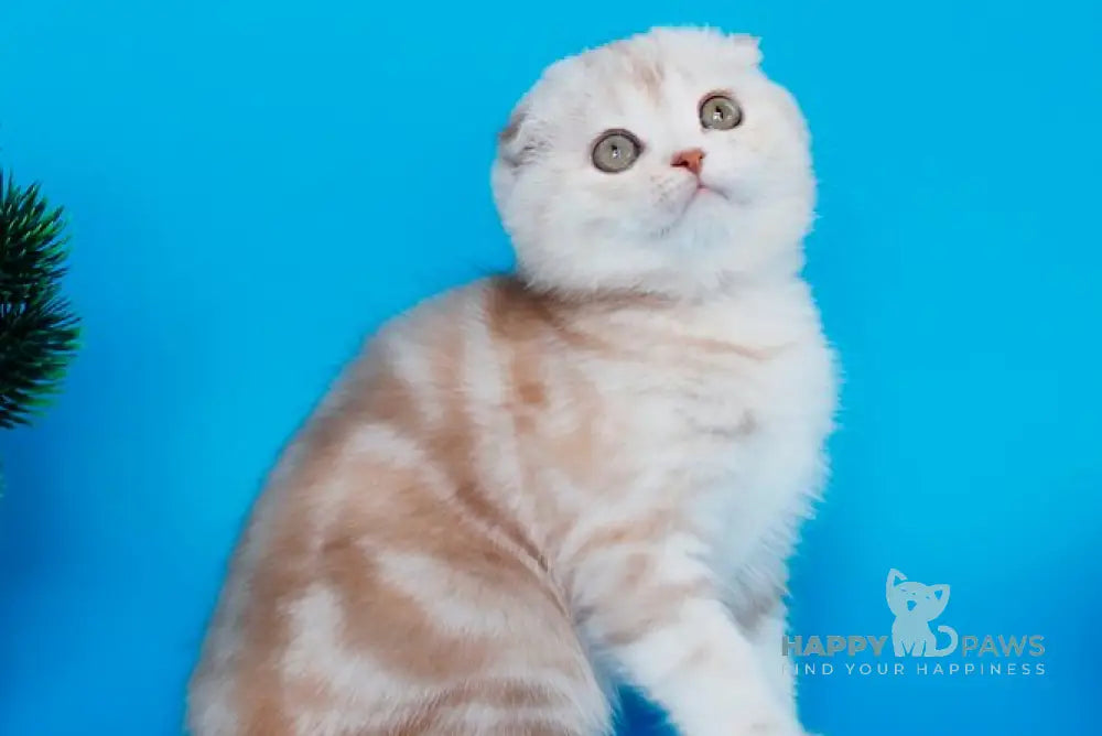 Tutsy Scottish Fold female cinnamon tortie silver tabby live animals