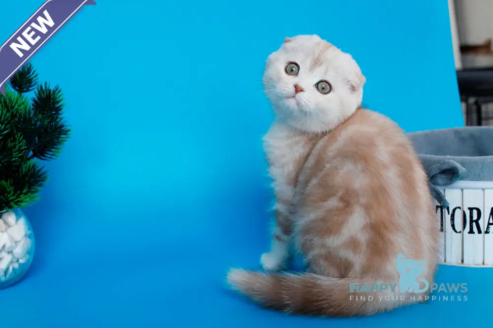 Tutsy Scottish Fold female cinnamon tortie silver tabby live animals