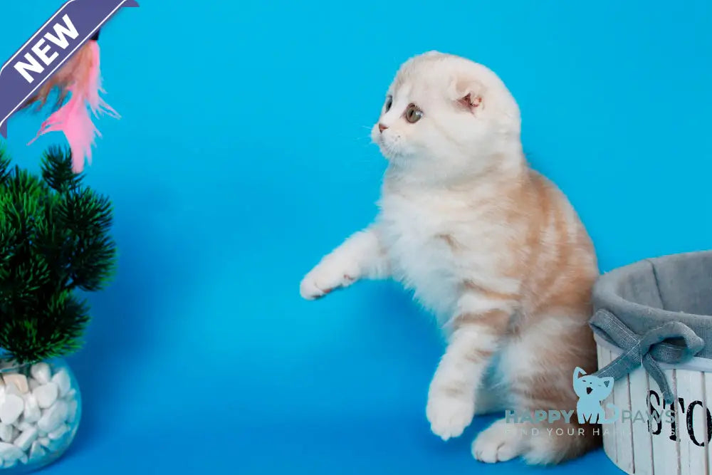 Tutsy Scottish Fold female cinnamon tortie silver tabby live animals