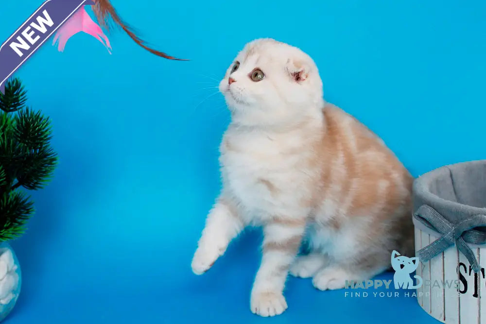 Tutsy Scottish Fold female cinnamon tortie silver tabby live animals