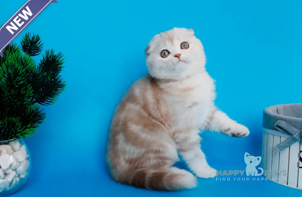 Tutsy Scottish Fold female cinnamon tortie silver tabby live animals
