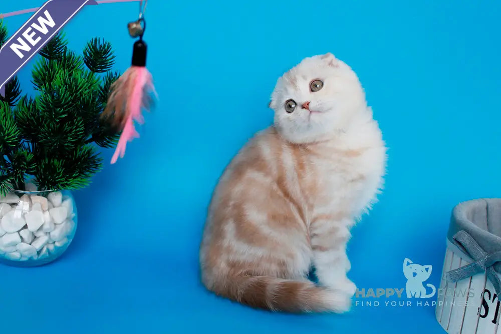 Tutsy Scottish Fold female cinnamon tortie silver tabby live animals