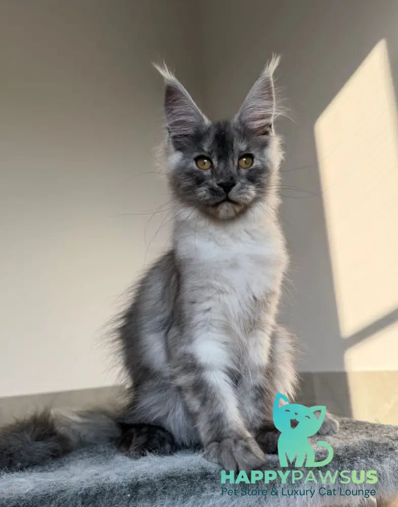 Tutta Larsen Maine Coon female black silver - live animals