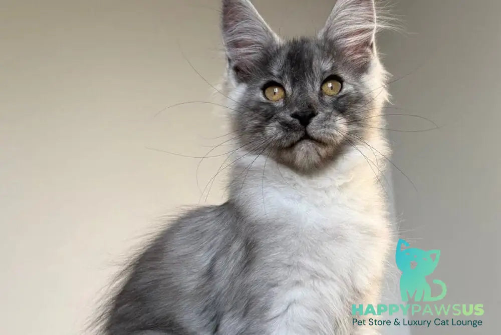 Tutta Larsen Maine Coon female black silver - live animals